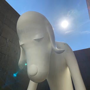 お久しぶりのあおもり犬！