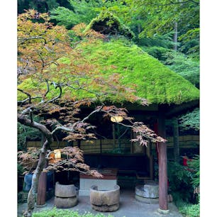 高尾の山中に佇むいろり炭火焼のお店「うかい鳥山」の庭で見かけた東屋。苔むした屋根が風情があって素敵です。

#東京
#高尾
#八王子