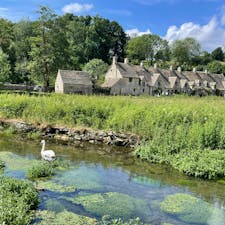 イギリス　バイブリー　野生の白鳥が居ました