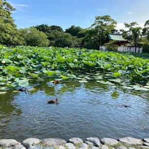 #鎌倉
#鶴岡八幡宮
