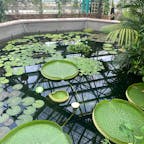 草津市立水生植物公園みずの森
#202208 #s滋賀