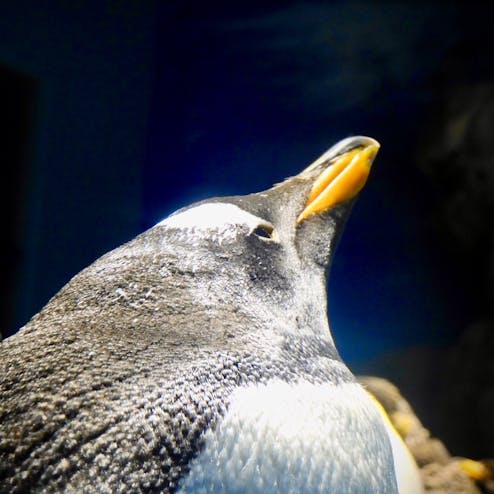 下関市立しものせき水族館 海響館