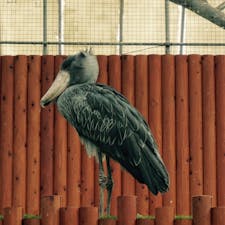 掛川花鳥園/静岡