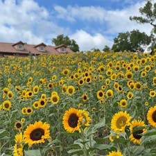 〰️Osaka🇯🇵〰️
#堺市#ハーベストの丘
