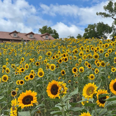 ハーベストの丘