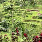 #バリ島　#TegallalangRiceTerrace #トゥガララン棚田　#インドネシア
#デガラランライステラス　#ウブド