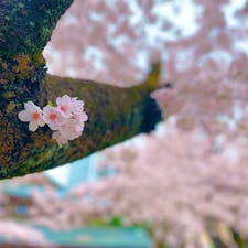 靖国の桜