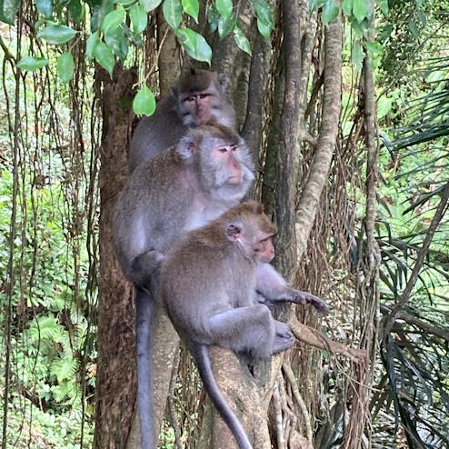 モンキーフォレスト