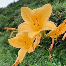 山に咲く夏の花

#長野
#白馬
#八方池