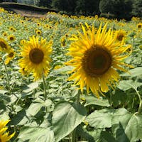 雫石のファミリーランドです。
水遊びや遊べる遊具があります。夏はひまわり畑が圧巻です。