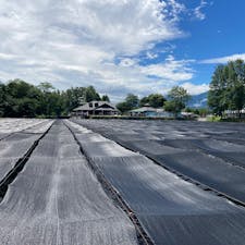 一面黒いシートに覆われた夏のわさび田

最初見た時には正直びっくりしましたが、強い日差しからわさびを守るためとの説明で納得。黒いシートは寒冷紗というそうです。
わさびの様子はサイドから見ることが出来ました。

#長野
#安曇野