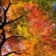 🇯🇵京都 
京都の秋のひんやり空気の中でみる紅葉が好き。
交通手段は徒歩で。