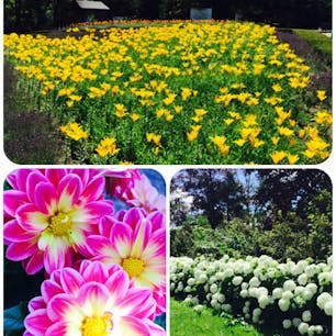 札幌 百合が原公園。トラベルライター、月夜野さんオススメの公園。
園内広く、花々を愛でながらのんびり散策♡