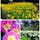 札幌 百合が原公園。トラベルライター、月夜野さんオススメの公園。
園内広く、花々を愛でながらのんびり散策♡
