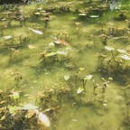 名もなき池、通称モネの池。
池は睡蓮が咲いている時に行くのがベストかな。