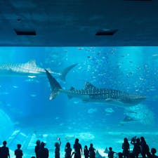 何回行っても大好きな場所(^^)
何時間でも見ていられる…

#沖縄 #美ら海水族館 #ジンベエザメ