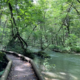 奥入瀬の勾配200mらしいけど、全然気にならないぐらい歩きやすい道🚶‍♀️
おばあちゃんになっても行けそう😉