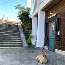 奈良公園の中にある宿なので、朝建物を出ると必ず目の前に鹿。毎日おはようと声をかけておでかけしてました🦌

奈良公園の奥の方にあるので移動がちと大変ですが、鹿好きにはおすすめ。わたしは識別できなかったけど、奈良公園で人気のブラックジャックというあだ名の鹿（顔に傷があるそう）がこの辺りを縄張りにしてるので、よく会えるそうです。