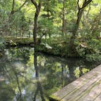 南禅寺　天寿庵

月曜日の昼下がりに訪れました。拝観客が他におらず、穏やかな木漏れ日が池に注ぎ、とても神秘的でした。
亀さんに気付かず、危うく踏んでしまうところでした。危ない。