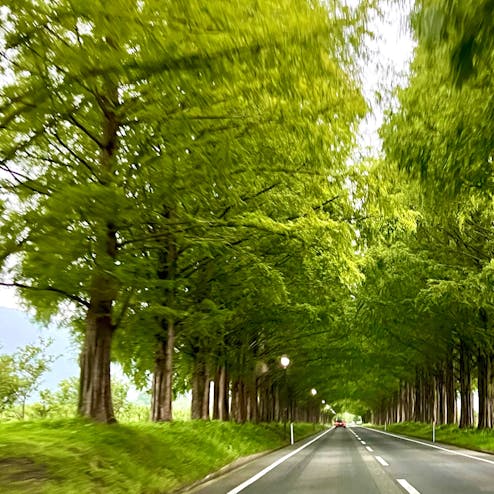 メタセコイア並木