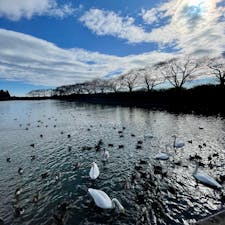 福島県楢葉町　白鳥の飛来地🦢
上繁岡大堤には冬にたくさんの白鳥がやってくるらしく、たまたま見ることができました🤍(カモもたくさんいた笑)
春は桜が綺麗とのことなので、また訪れたいです。