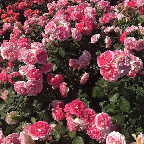 よしうみバラ公園