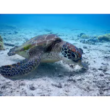 宮古島でうみがめシュノーケル🤿
台風の影響でダイビングがキャンセルになり…がっかりしていたら、シュノーケリングならOKということで無事海に入れました☺️