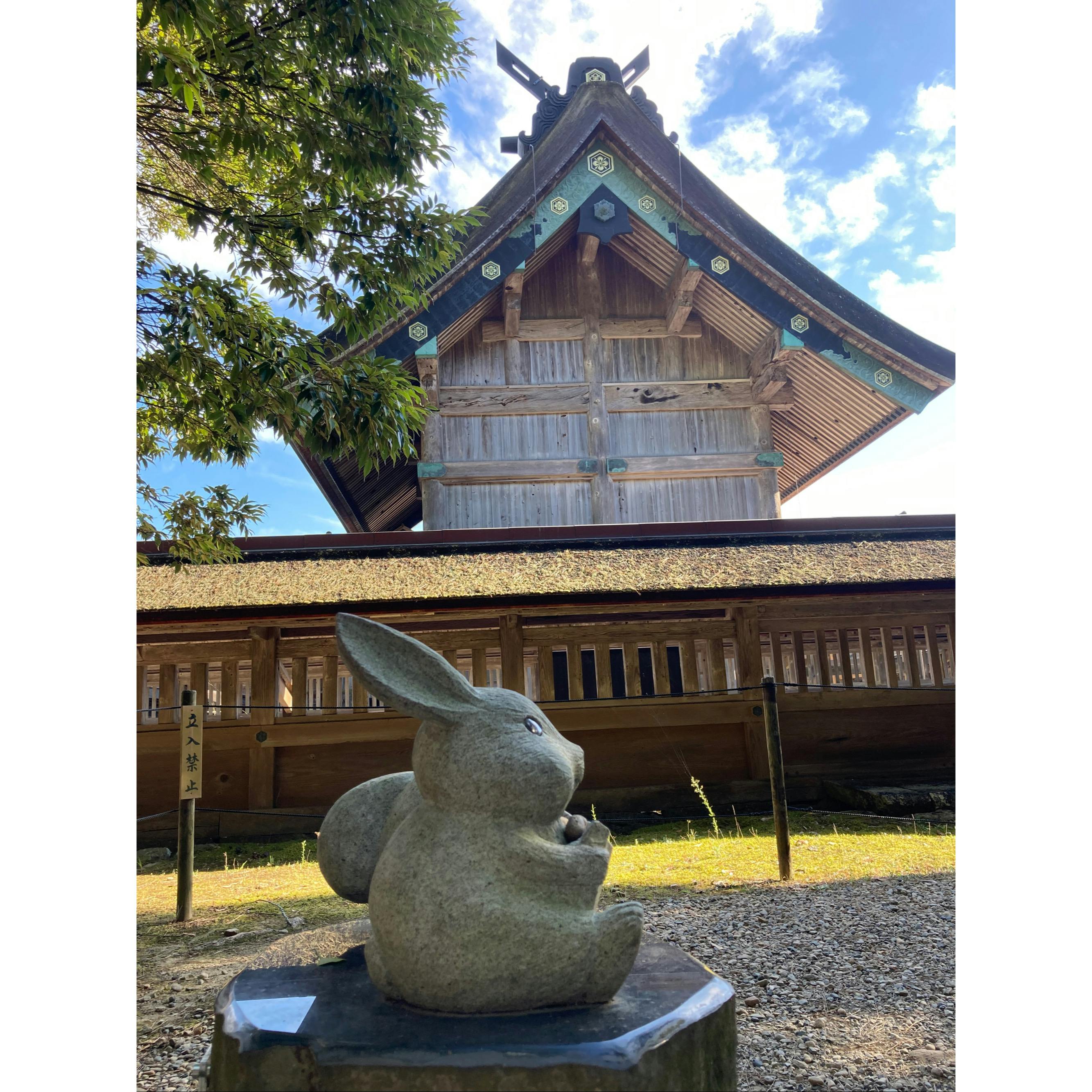 出雲大社の松ぼっくり