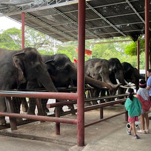 タイ🇹🇭のアユタヤの象ツアー