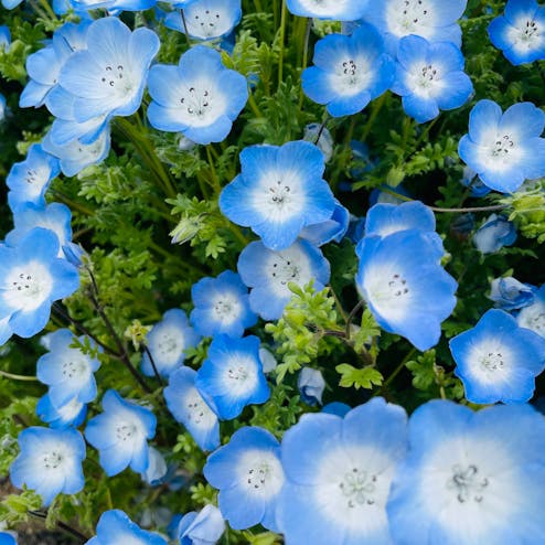 大阪まいしまシーサイドパーク ネモフィラ祭り