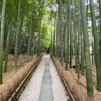 嵐山や修善寺の竹林よりもコンパクトですが、綺麗に管理されていて竹が太くて立派でした。