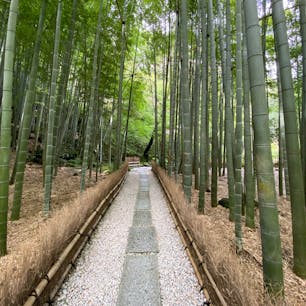 嵐山や修善寺の竹林よりもコンパクトですが、綺麗に管理されていて竹が太くて立派でした。
