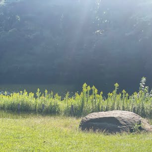 明治神宮　亀石
パワースポット