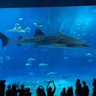 安定の
美ら海水族館