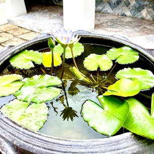 ワットポーの蓮の花