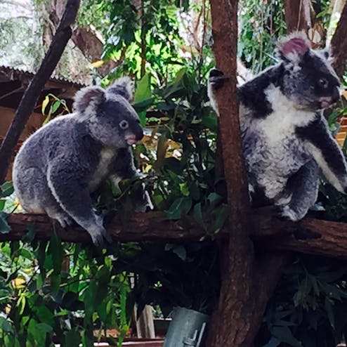 カランビン ワイルドライフ サンクチュアリー