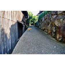 🇯🇵香川県 直島
こうゆう脇道たくさん。
ゆっくり散歩するのが楽しい。