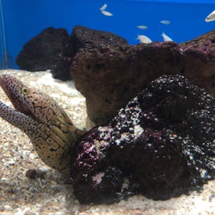 東海大学海洋科学博物館
ウツボ