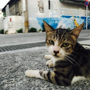 沖縄 渡嘉敷島阿波連のネコ。慣れてるからなのか、カメラ目線ハンパない。。