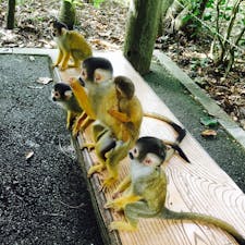 餌に群がる猿たち♡
石垣島・1801