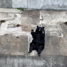 エサくれポーズのクマ🐻
寝方が斬新なクマ🐻
自由気ままなクマ🐻

こんなにクマに癒されるとは☺️🫶

#H&Nの旅行記録
#阿蘇カドリー・ドミニオン
#阿蘇旅行
#熊本旅行