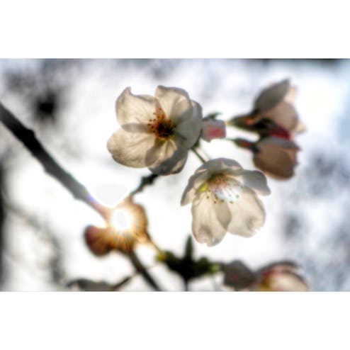 立川・八王子・日野