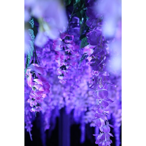 TOKYO MEGA ILLUMINATION-東京光の大祭典-