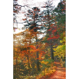 御岳山 2021/11
滞在時間が限られていたので乗り物を使っての移動〜
すごくワクワクして楽しかったなあ〜