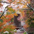 行ったのはもう4年も前だけど、十三重塔と紅葉の風景がものすごく印象に残ってる、奈良の談山神社。11月中旬でこの色付きなので、もうちょっと遅いとより真っ赤っかで良いかもしれない。

今年の紅葉狩り先を検討中の方にもおすすめです🍁