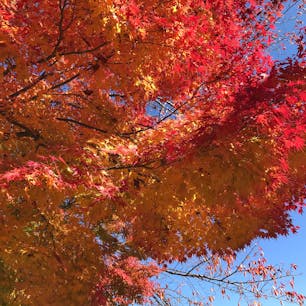 富士河口湖紅葉まつり🍁2
2022.11.4