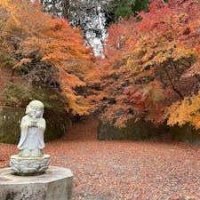 茨城県のもみじ寺🍁