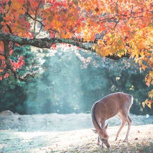 奈良公園の飛火野エリア