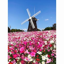 大阪　花博記念公園鶴見緑地
風車が見れる公園
コスモスが満開でした