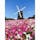 大阪　花博記念公園鶴見緑地
風車が見れる公園
コスモスが満開でした